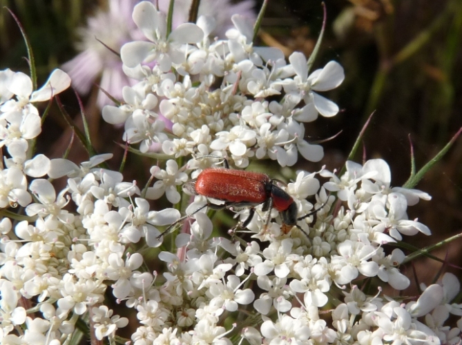 Clanoptilus rufus